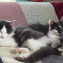 Stups (& Schnups)