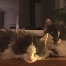 Stups (& Schnups)