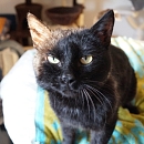 Bobo - vermisst -