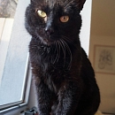 Bobo - vermisst -