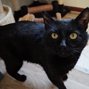 Bobo - vermisst -