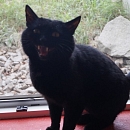 Bobo - vermisst -