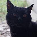 Bobo - vermisst -