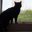 Bobo - vermisst -