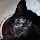 Bobo - vermisst -
