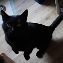 Bobo - vermisst -