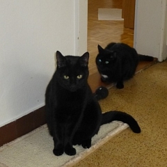 Midas und Zelda - ein Zuhause zusammen!
