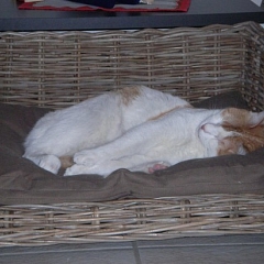 Aslan´s Traumland ...