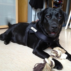 Shorty (jetzt Milow) schnarcht in seinem Körble nach einem aufregenden Tag