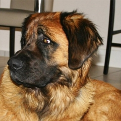 Falko (jetzt Floh)