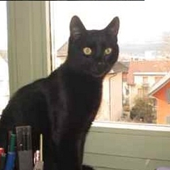 Ramses eine besondere Katze!