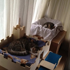 Lani & Lion und ihre Familie