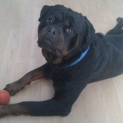 Blacky hat seinen Traumplatz gefunden!