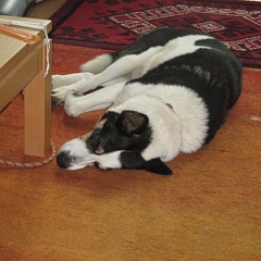 Zippo heisst nun Charly...