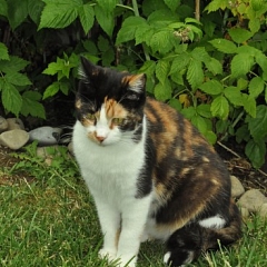 Olive (Serena) ist aufgetaut