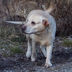 Shanti (Whiskey) ist ein Goldschatz