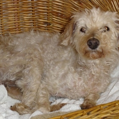 süsse Maya