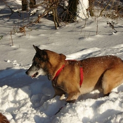 Sultan ist ein Traumhund!