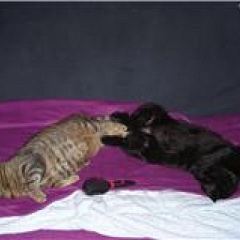 Beni, Fienchen und Sari