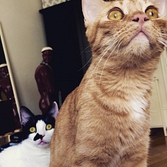 Catcher hat sich zu einem Prachtkater entwickelt