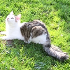 Sammy ist gross geworden