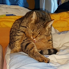 Mirette die Schmuserin