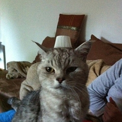 Kater Bömbel