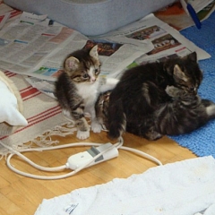 ausgesetzte Kitten