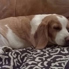 Etoile ist ein wundervoller Hund
