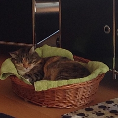 Melodie hats paradiesisch