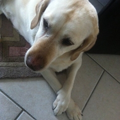 Eclipse ist ein richtiger Familienhund