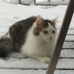 Sammy's (Snoop's) erster Schnee