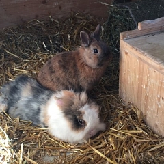 Filou und seine Prinzessin