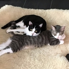 Pixel und Zucker- grosse Bruderliebe