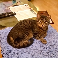 Oskar, ein Frechdachs