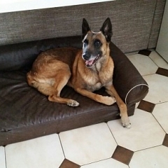 Dante - lebensfroh und super lieb