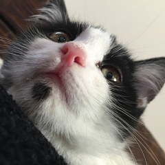 Spotty (ehemals Mickey) ist schon in neuem zu Hause angekommen und fühlt sich pudelwohl