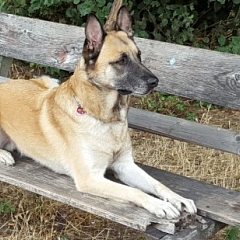 Farouk der Seelenstreichler