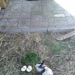 Checky versteht sich prächtig mit seiner neuen Freundin