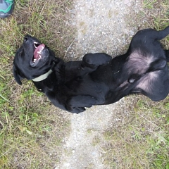Floppy ist ein angenehmer Begleiter