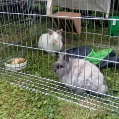 Gigi, Flo und Pünktchen im neuen Zuhause