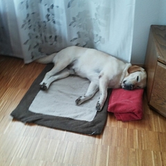 Marley (früher Fakir) ist ein absolut liebenswerter Hund.