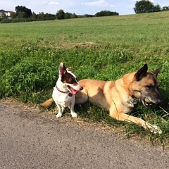 Avarap entwickelt sich immer mehr zum Schoßhund :)