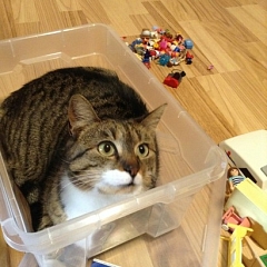 Peggy in der Box