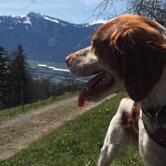 Billy liebt die Berge und Fressen!
