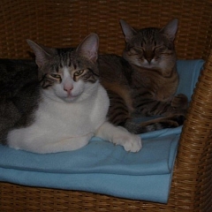 Merlin und Ilaria in ihrem neuen Reich