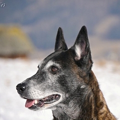 Mirale (ehemals Tessy) ist 4 geworden!