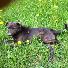 Dino geniesst draussen die Sonne