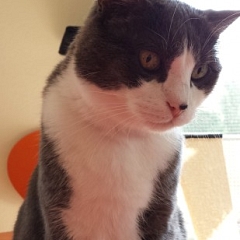 Mister Cookie lässt grüssen