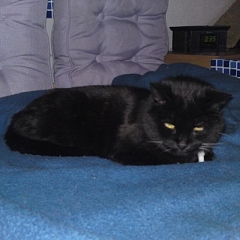 Katzenopa Pussy - 17J. alt und immer noch fit